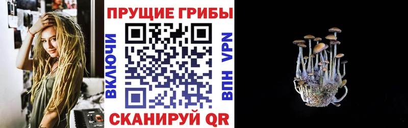 дарк нет формула  Киржач  Псилоцибиновые грибы Psilocybe 